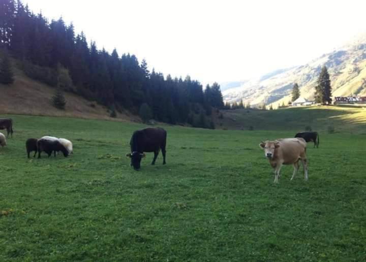 플라브 Isov Ranch 빌라 외부 사진