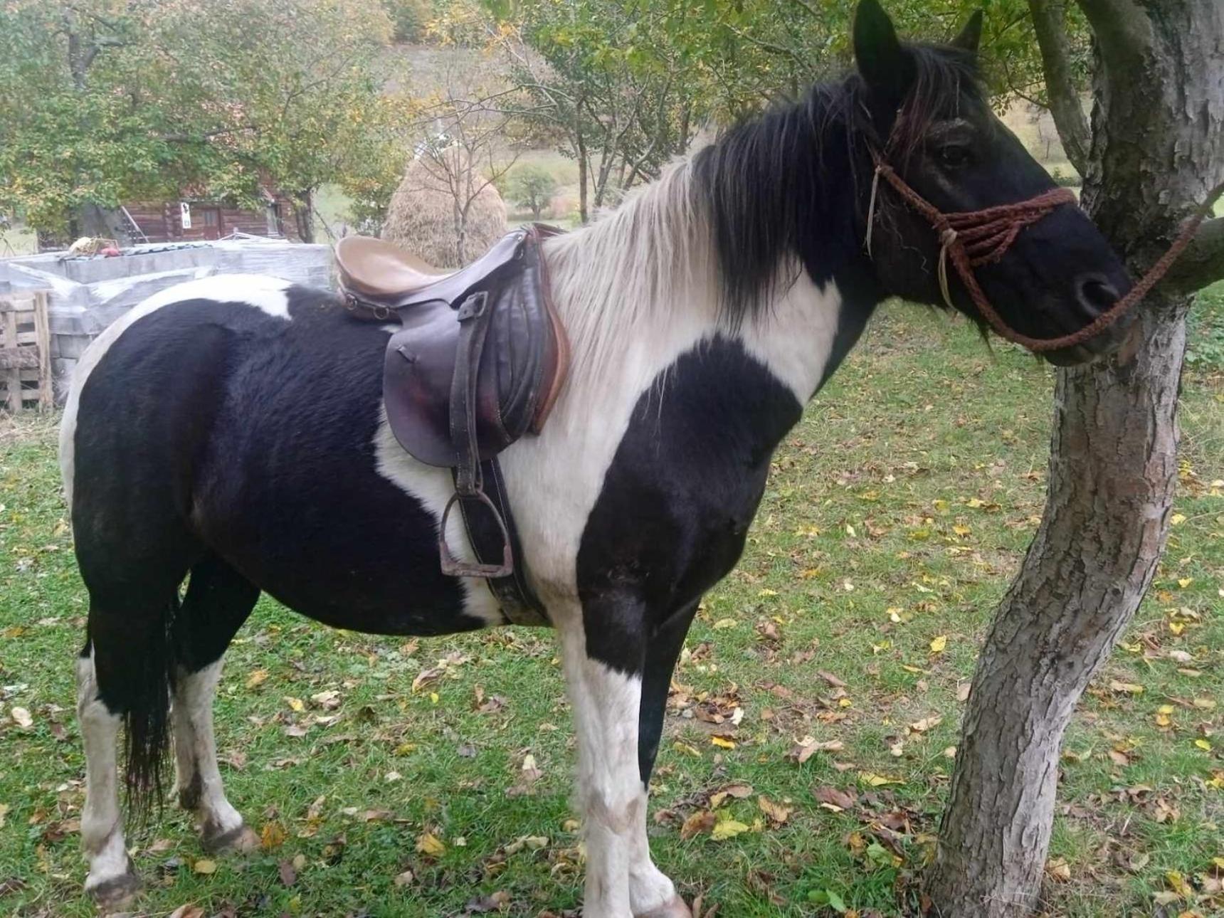 플라브 Isov Ranch 빌라 외부 사진